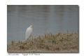 Bubulcus ibis